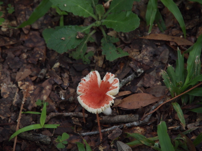 [Flat-topped mushroom with a red topskin and everything else white. The top of this has some vee notches sort of like missing pieces of a pie.]